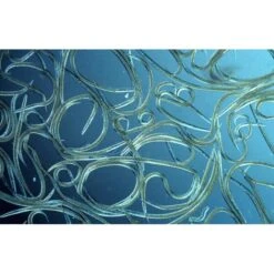 Aquanemix 1.25 V - Doseersproeier Voor Aaltjes -Tuin Series Winkel auquanemix 125 v doseersproeier 1497858309 1 600