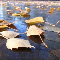 Fijnmazig Vijvernet 6 × 5 Meter 7 Fijnmazig Vijvernet 6 × 5 Meter -Tuin Series Winkel fijnmazig vijvernet 6 x 5 meter 1541778382 1 600