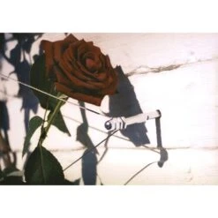 Geleidingssysteem Voor Klimplanten Palissa 7 Geleidingssysteem Voor Klimplanten Palissa -Tuin Series Winkel geleidingssysteem voor klimplanten 1601382137 3 600