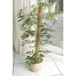 Kokos Kamerplantensteun - Plantstok Ø45 Mm × 1,2 M -Tuin Series Winkel kokos plantstok 45 mm x 12 m 1622716785 4 600