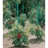 Plantensteun Voor Tomaten Met Waterreserve - 180 Cm -Tuin Series Winkel plantsteun voor tomaten met waterreserve 1m80 1602162794 1 600