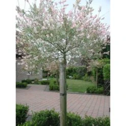 Tree-fix Boombinder 23 Cm - Set Van 20 Stuks -Tuin Series Winkel treefix boombinder 23 cm 1547127699 1 600