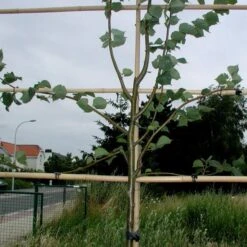 Vigne-fix 7 Cm Plantenbinder - 500 G -Tuin Series Winkel vignefix 7 cm plantenbinder 1547134454 1 600