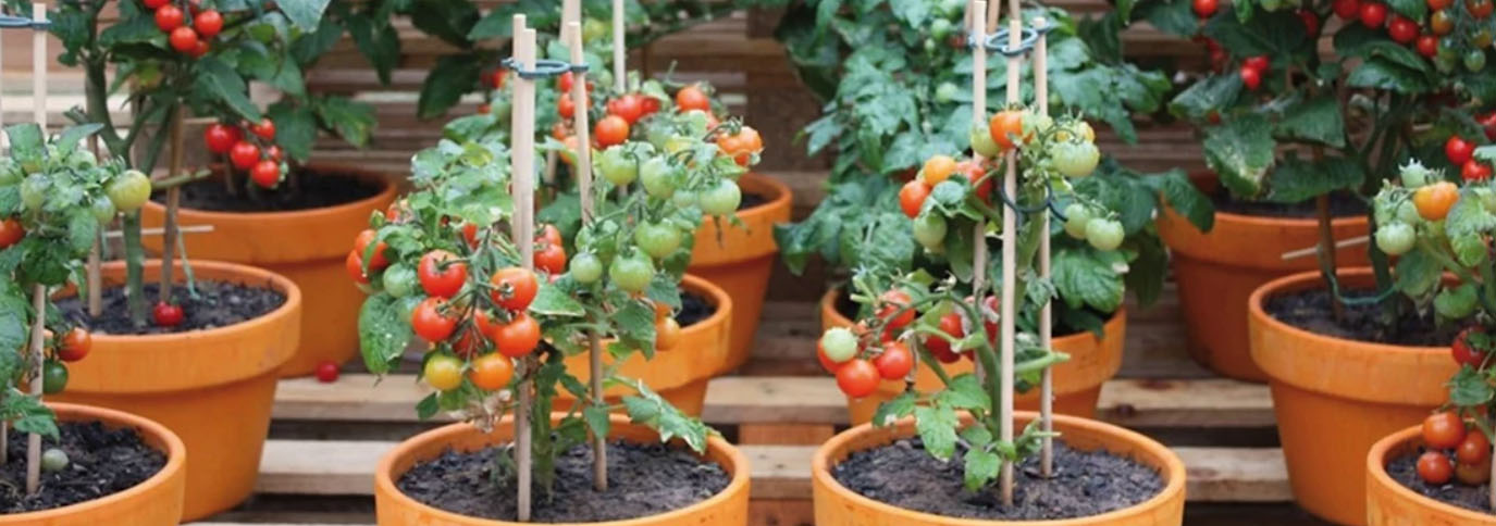 Tuin Series Winkel -Tuin Series Winkel gjkgj